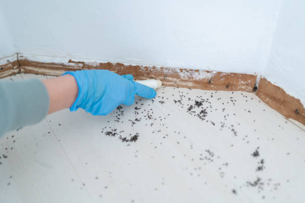 Best Spider Control Near Me  in White Plains, NY